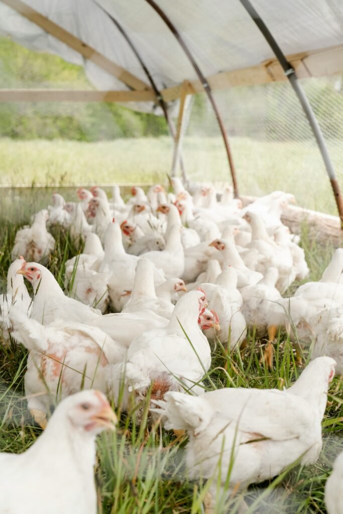 Poultry Feed Supplements