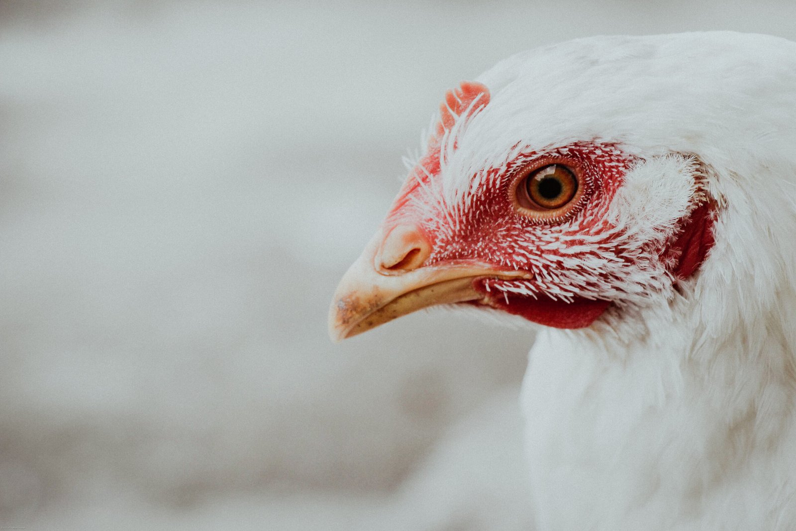 Bulk poultry meal supply
